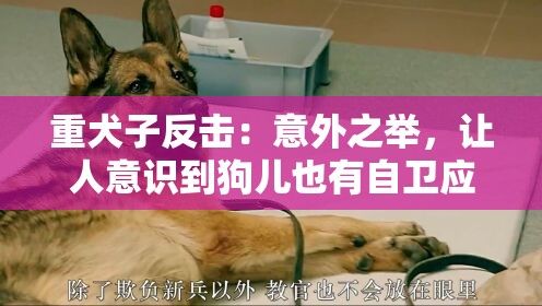 重犬子反击：意外之举，让人意识到狗儿也有自卫应变之力